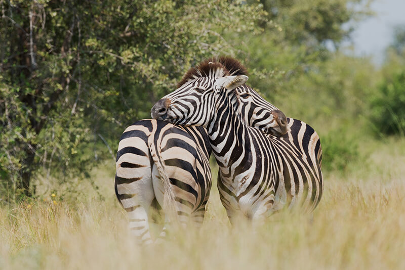 Zebra är ett vildt djur som inte tämjs av människor