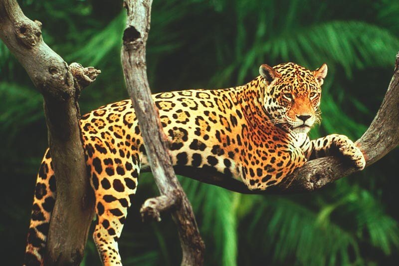 Jaguaren är en köttätande katt.