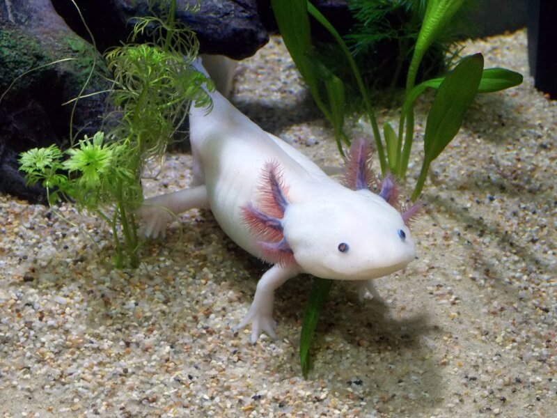 Axolotl är en populär amfibie i akvarier. Albinos föder upp i fångenskap.