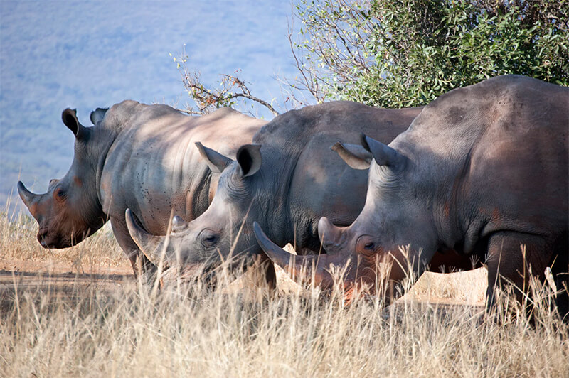 Grupp matning av noshörningar.