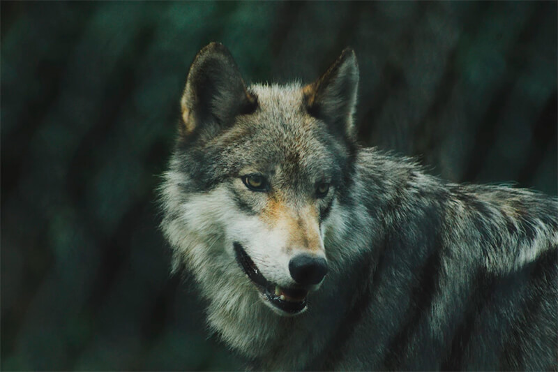 Närbild av en varg