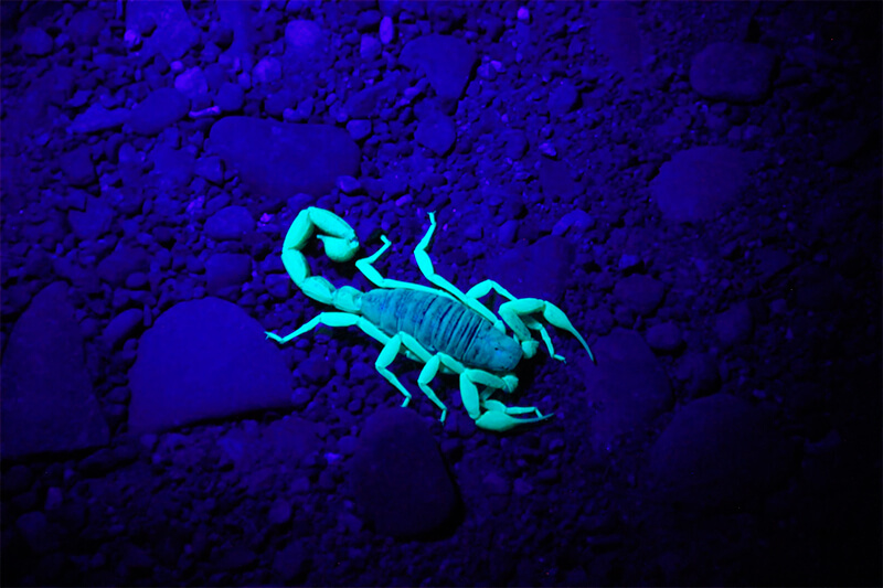Scorpion under ultraviolett ljus