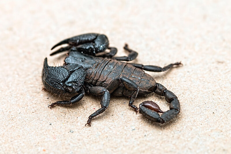 Foto av en skorpion