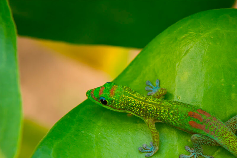Den grönaktiga gecko är vanligare i tropiska områden