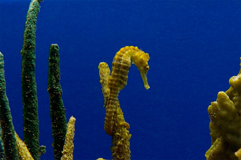 Sjöhäst som håller fast vid en korall