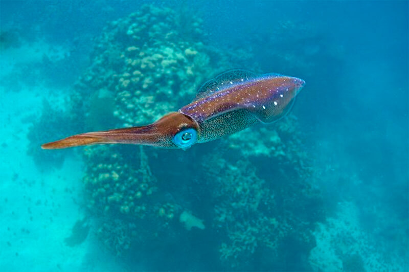 Karibisk bläckfisk i klart vatten