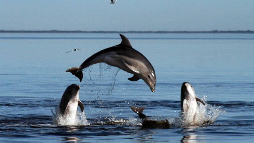 En grupp delfiner som har kul.