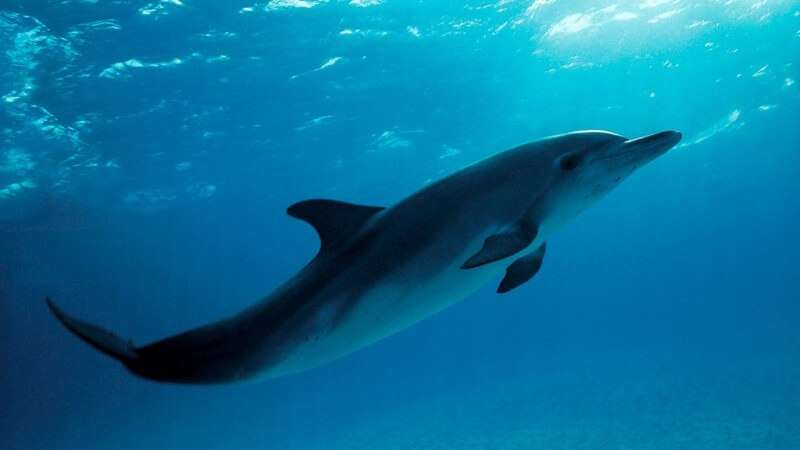 Delfinen sägs vara en av de mest intelligenta däggdjuren