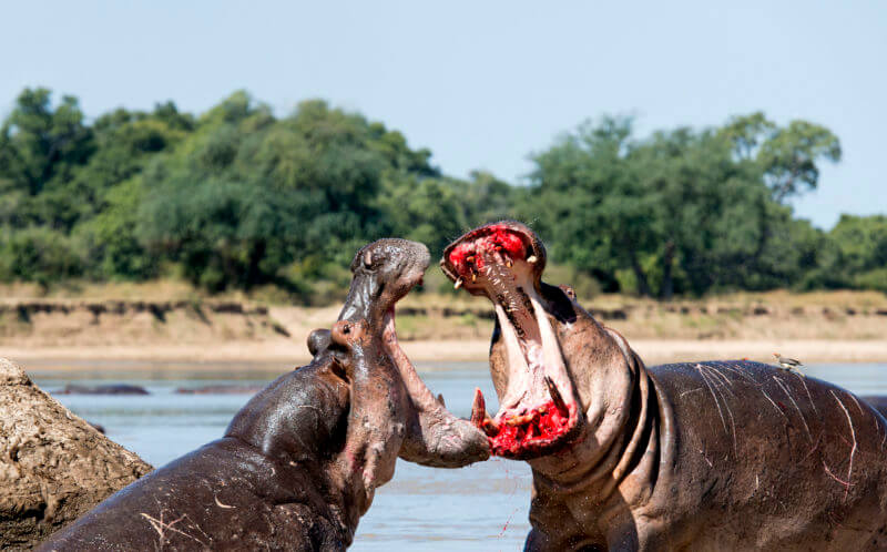 Två flodhästar slåss.