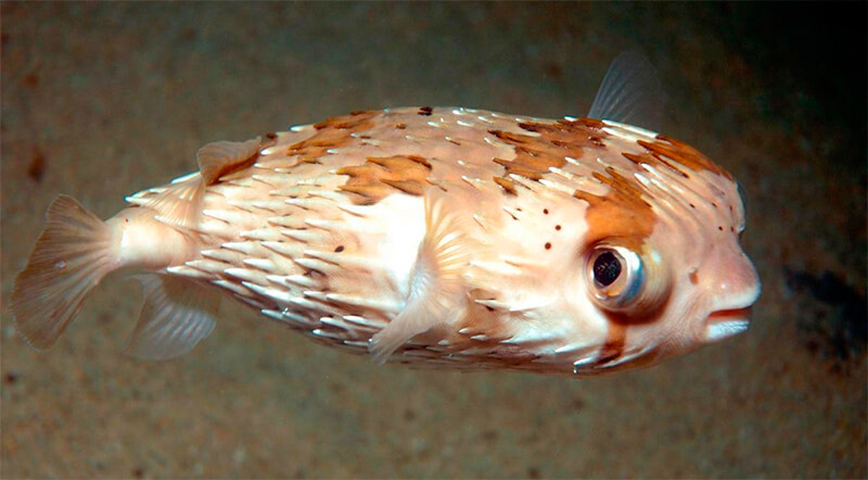 Puffer fish "descinchado"