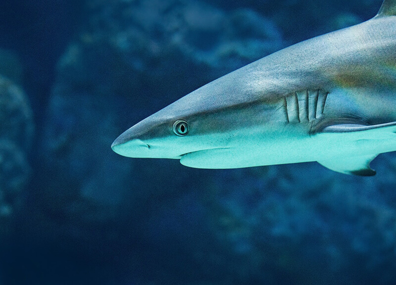 Hajen är ett ovoviviparöst djur
