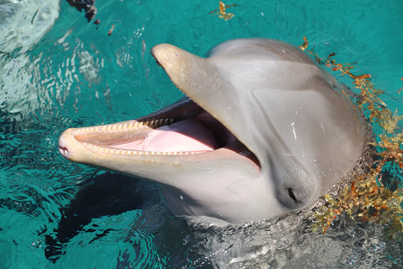 Delfinen tillhör vattenlevande djur