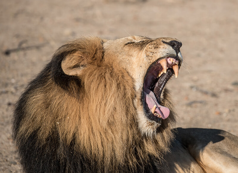 Lejonet är en del av de köttätande djuren