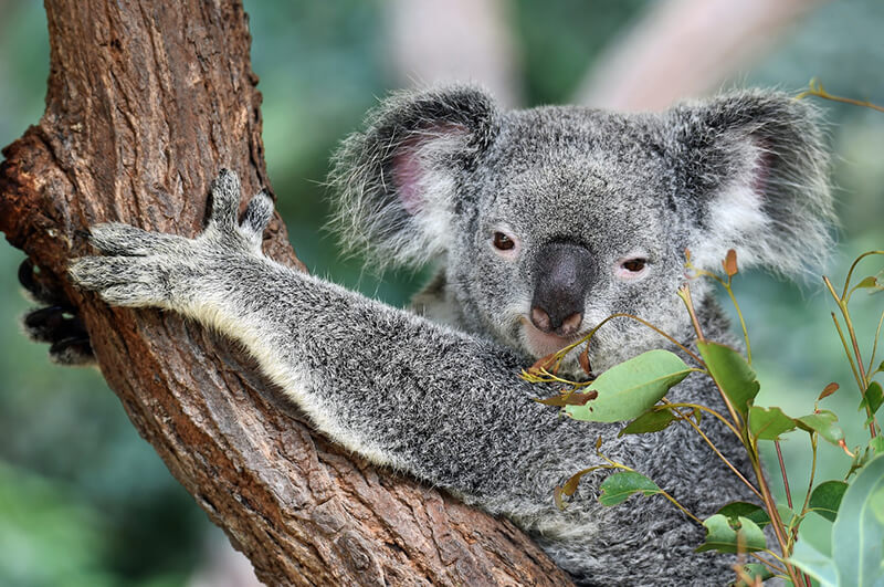 Koalor är växtätande djur