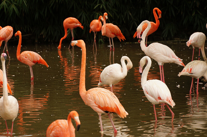 Flamingor är karakteristiska djur i sjöar