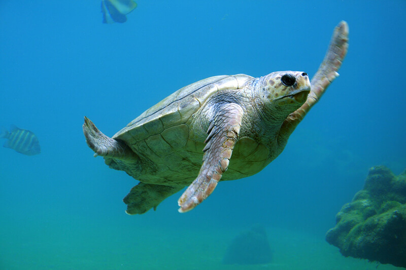 Havssköldpaddan är en del av de marina djuren