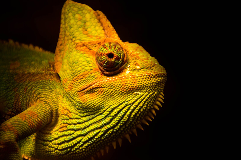 Kameleoner kan ändra färg för farliga situationer