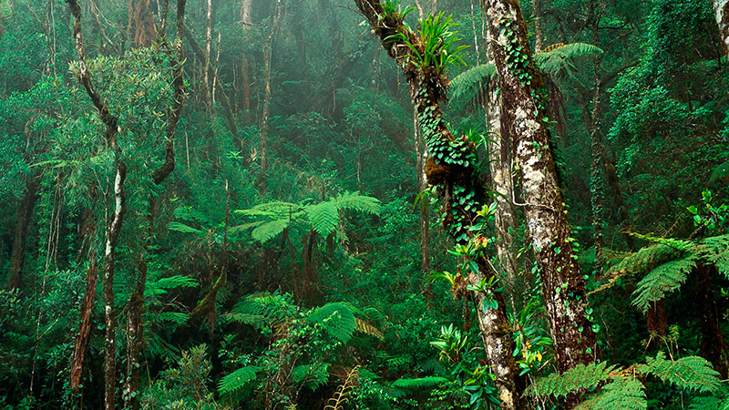 Skogarna är hem för den största mångfalden av arter