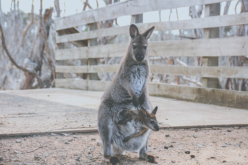 Känguru är ett av de livliga djuren