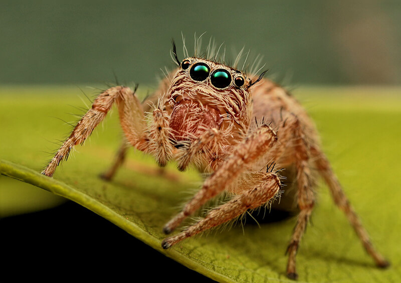 Hoppande spindel - Arachnid djur
