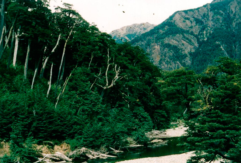 Chilensk skog