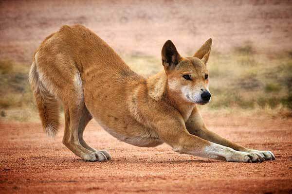 Dingoes kan bo ensamma eller i en flock,