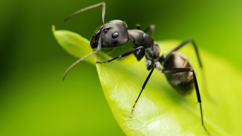En myra på ett blad,