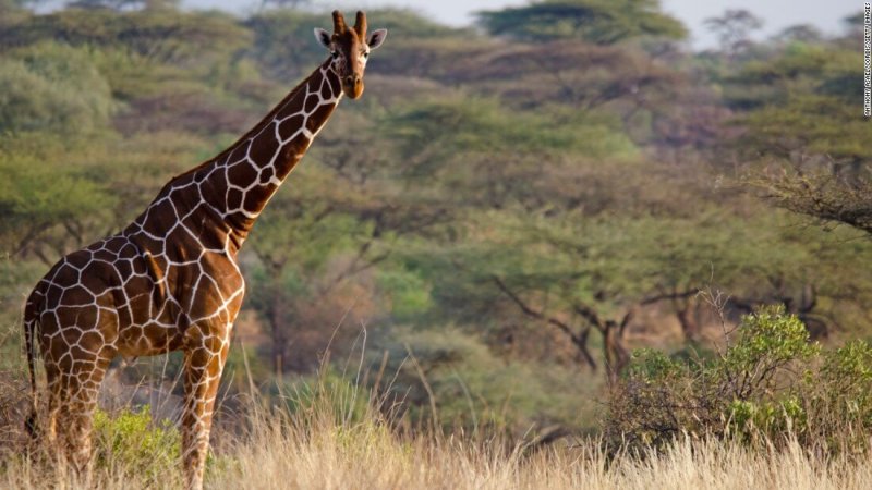 Bild av en vuxen giraff