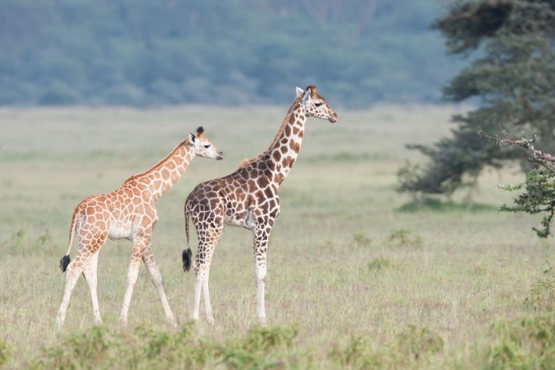 2 giraffer går