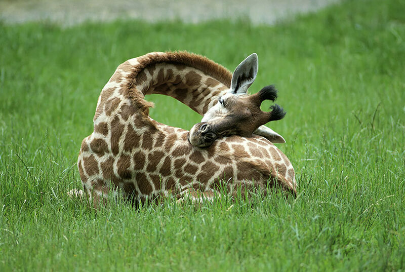 Giraff liggande
