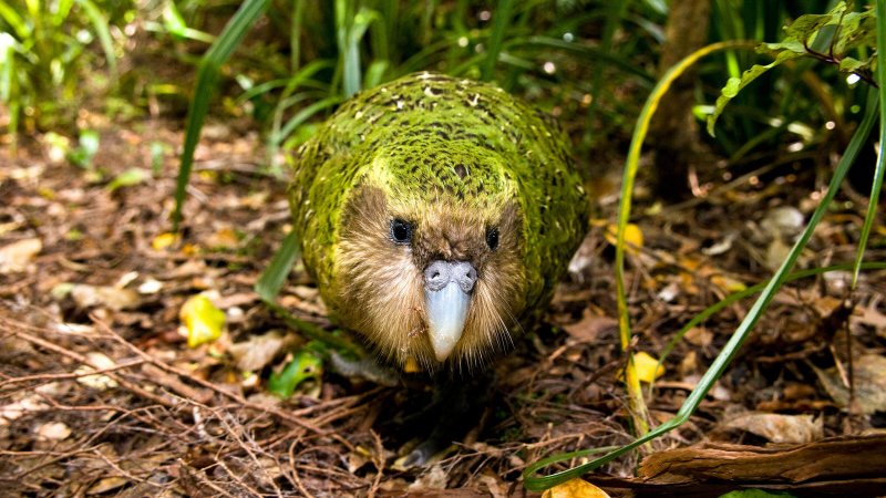 Bild av en kakapo framme