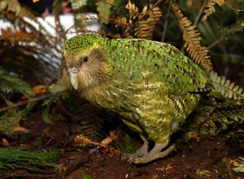 Bild av en kakapo