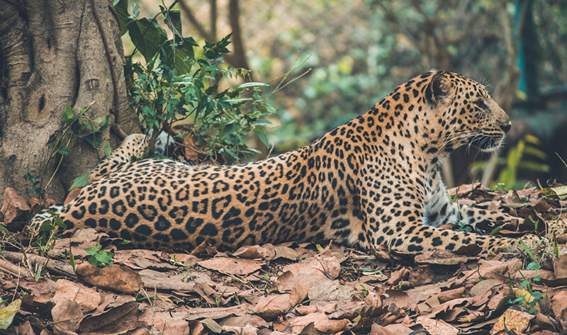 Kattdjur (Leopard)