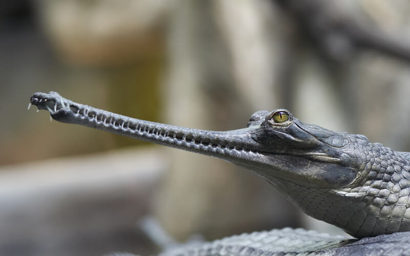 Gharial är en typ av krokodil som kännetecknas av sin enorma nos.