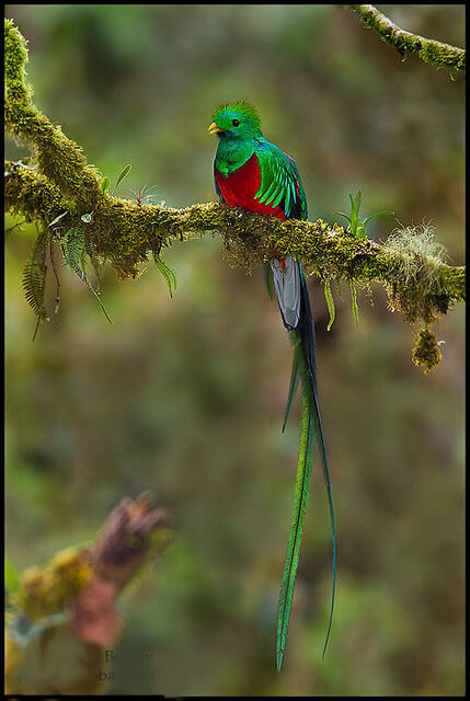 Bild av en quetzal och dess fjäderdräkt