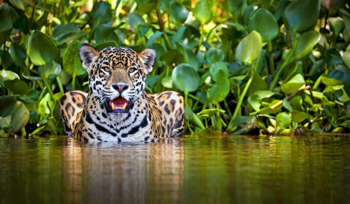 En jaguar som svalnar.
