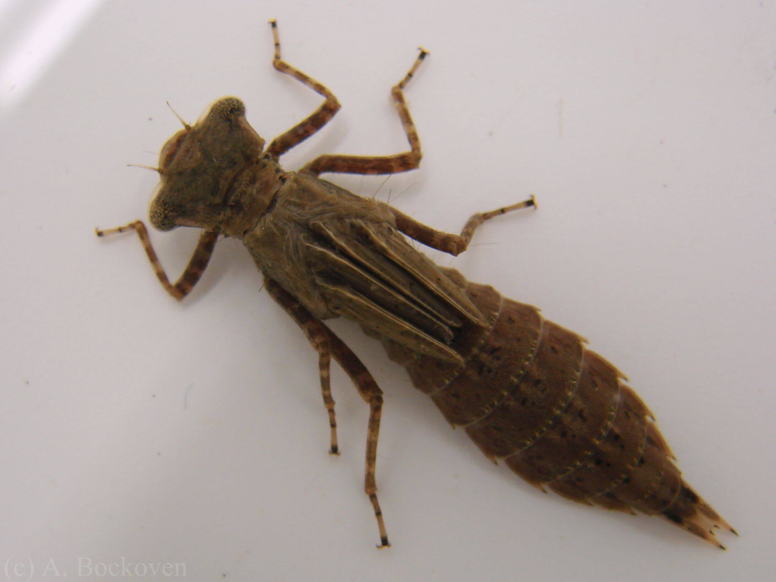 Utseende av en nymf, sländans larv.