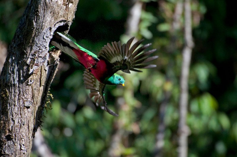 Bild av en flygande quetzal