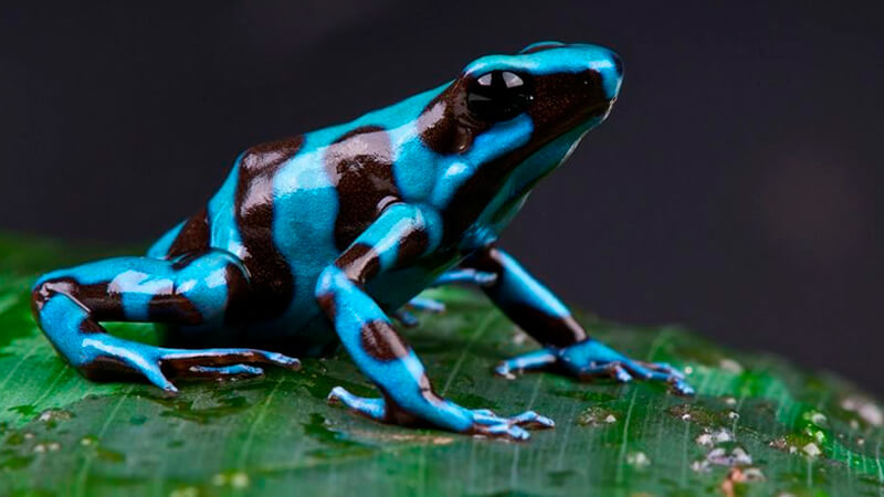 Poison Dart Frog - Blue Variety