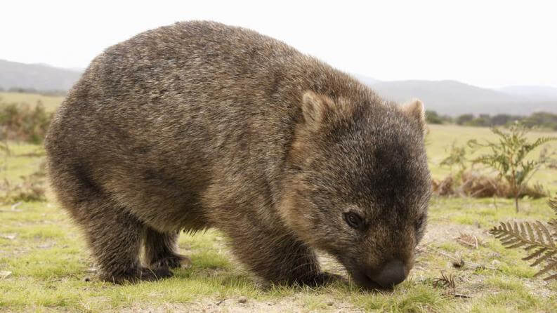 Bild av en wombat