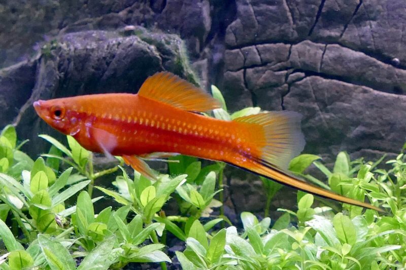 Xiphophorus är en mycket populär fisk bland människor med akvarier.