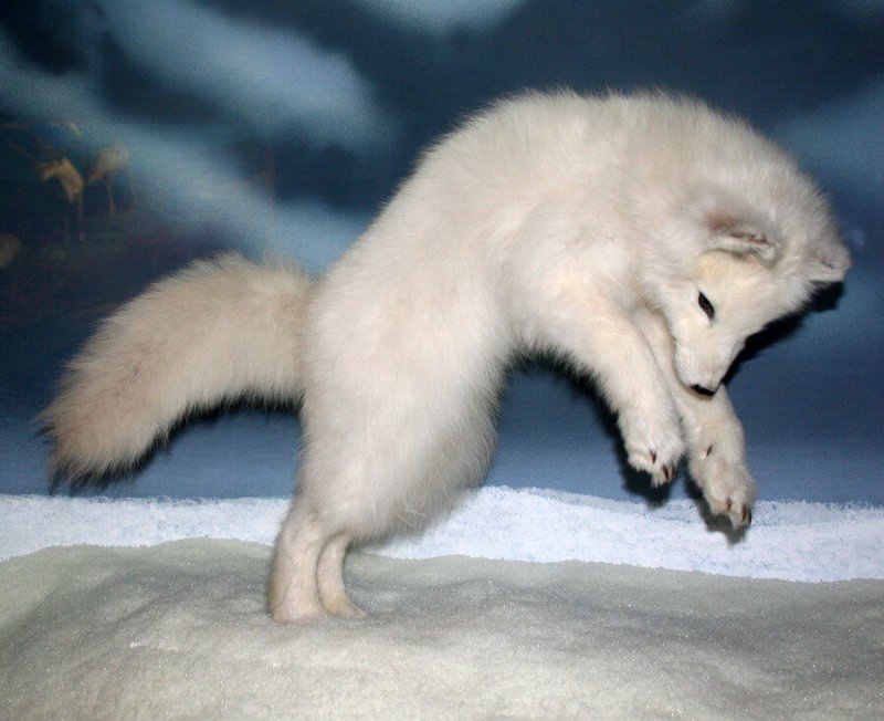 Bild av en baby polar räv