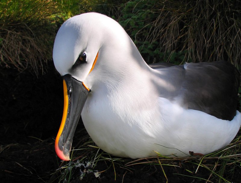 Albatrossen tillbringar större delen av sitt liv på att flyga.