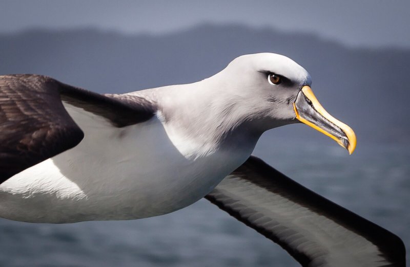 En albatross under flygning.