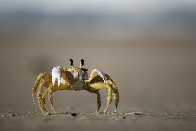 Krabba på stranden