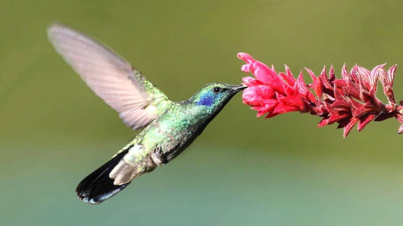 Kolibri matar främst på nektar.