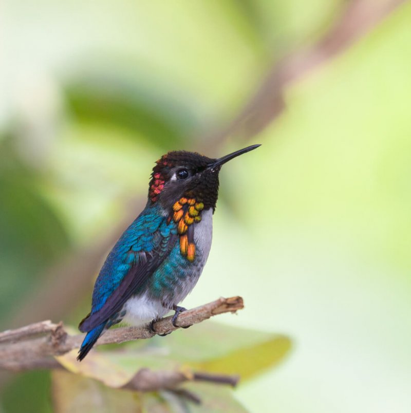 Vi kan uppskatta kolibriens underbara fjäderdräkt.