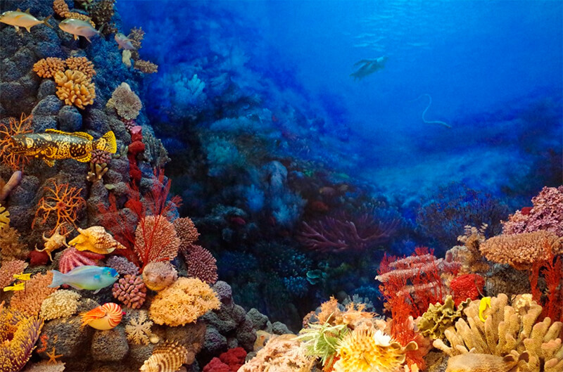 korallrev