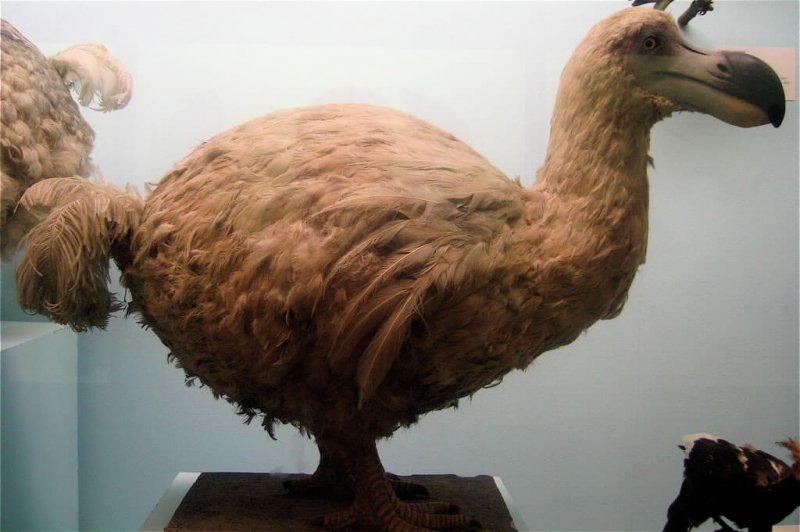En fylld dodo.
