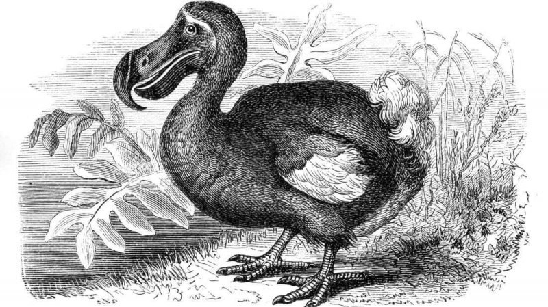 Dodo har varit ett utdött djur i många år.